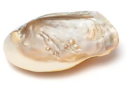 Coquille de Nacre 🐚☀️