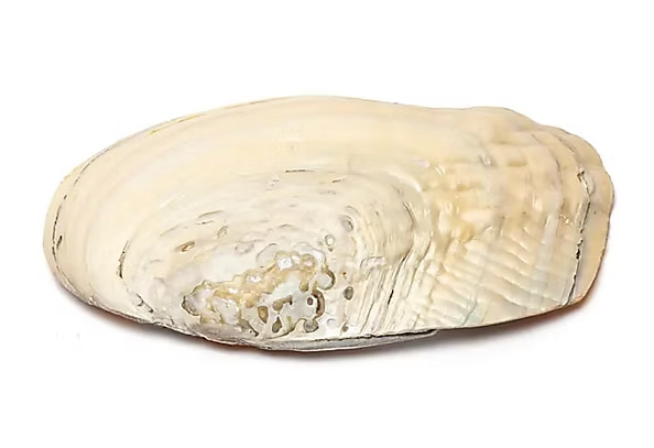 Coquille de Nacre 🐚☀️